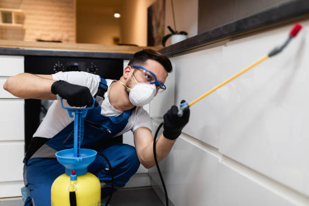 Best Insect Control  in Belle Chasse, LA