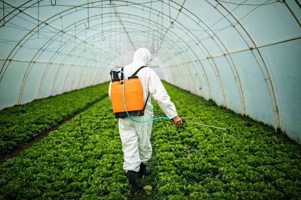 Best Mosquito Control Services  in Belle Chasse, LA