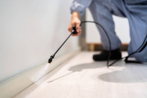 Best Flea Control Services  in Belle Chasse, LA