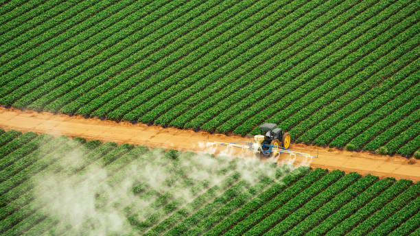 Professional Pest Control in Belle Chasse, LA