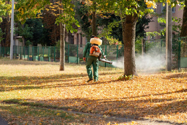 Flea Control Services in Belle Chasse, LA