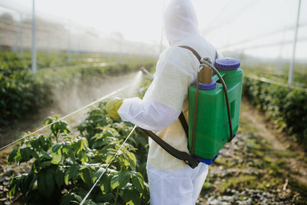 Best Affordable Pest Control Services  in Belle Chasse, LA